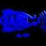hifish